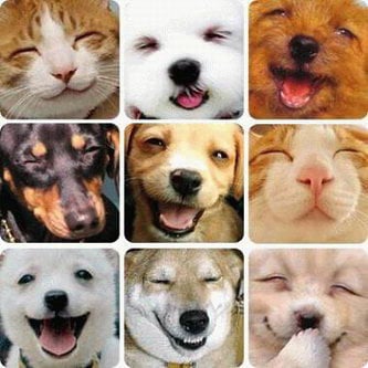 Great Balls of Fur - pet boarding facility in Kansas City, MO