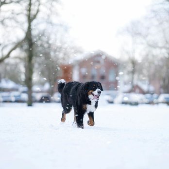 ScoopyPoo - Bernese mountain dog walks happily through fresh snow, illustrating outdoor winter conditions where regular pet waste removal... - Pet Waste Removal Near Me - Edina, Minnesota ScoopyPoo - Bernese mountain dog walks happily through fresh snow, illustrating outdoor winter conditions where regular pet waste removal... - Pet Waste Removal Near Me - Edina, Minnesota