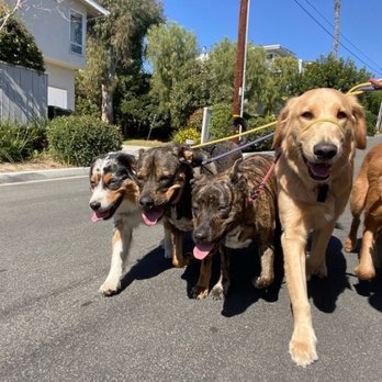 OC Pup Scouts - Dog Walkers Near Me - Dana Point, California OC Pup Scouts - Dog Walkers Near Me - Dana Point, California