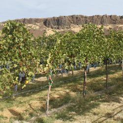Heron Bluff Vineyard & Winery