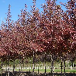 Nielsen Tree Farms
