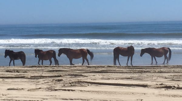 Corolla Wild Horse Fund by null