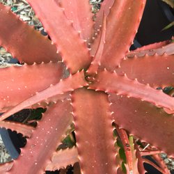 Serra Gardens Landscape Succulents - Aloe cameronii