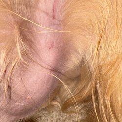 Canine Villa Kennels - Razor burn