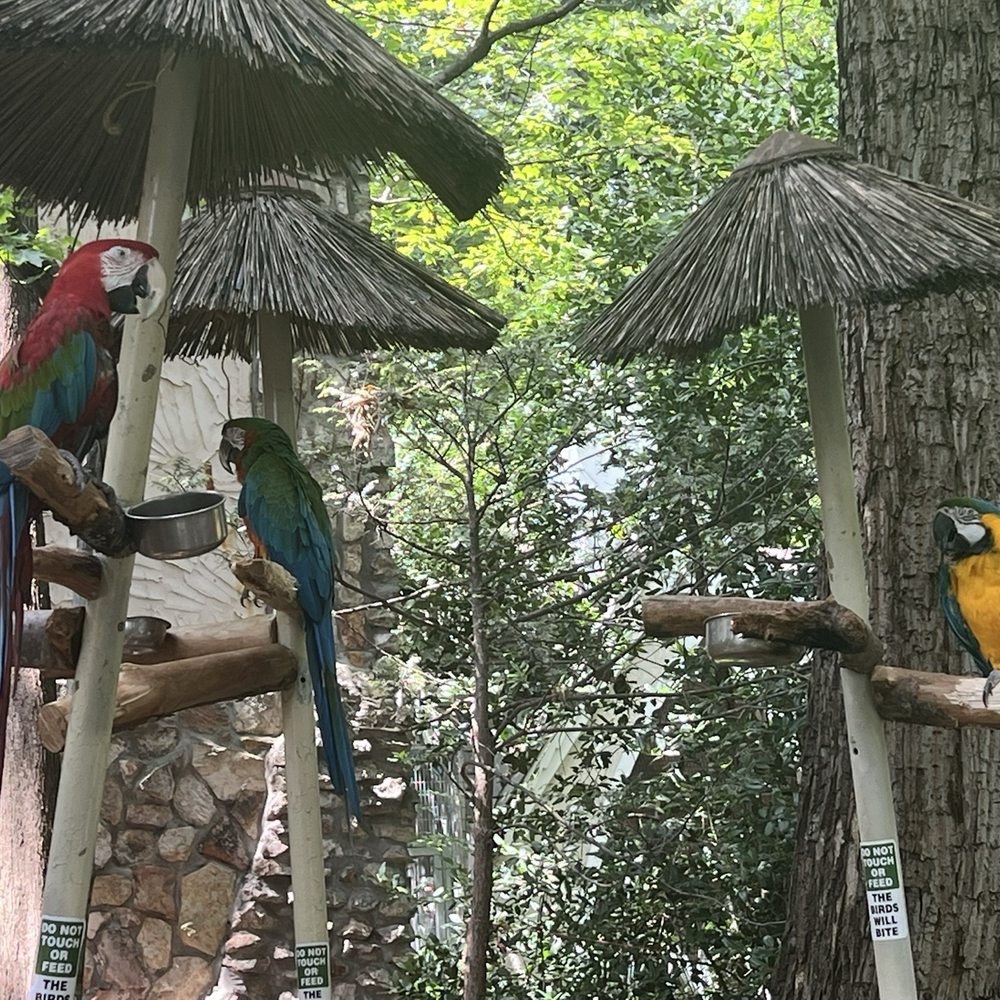 Parrot Mountain & Gardens - Parks Near Me - Pigeon Forge, Tennessee Parrot Mountain & Gardens - Parks Near Me - Pigeon Forge, Tennessee