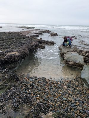 Cardiff State Beach by null