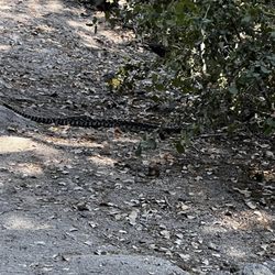 Ernie Maxwell Scenic Trail - Diamondback Rattlesnake!