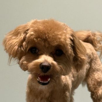 PetSmart - Pet Stores Near Me - Schaumburg, Illinois