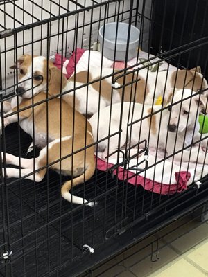 Carol's Pet Center by null