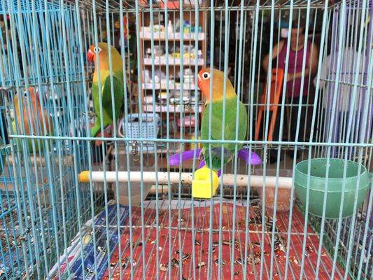 Yuen Po Street Bird Garden by null