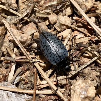 North Cheyenne Cañon - Beetle - 7 Bridges trail - Parks Near Me - Colorado Springs, Colorado