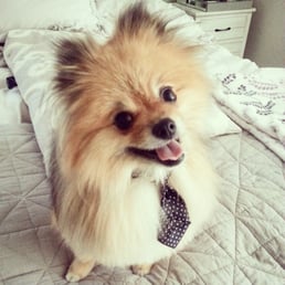 Monte the Pomeranian after grooming. He loves the tie they put on him! Monte the Pomeranian after grooming. He loves the tie they put on him!