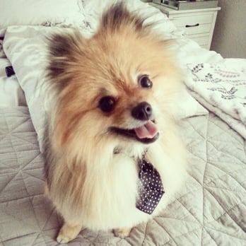 Boom-Chicka-Groom-Groom - Monte the Pomeranian after grooming. He loves the tie they put on him! - Pet Groomers Near Me Boom-Chicka-Groom-Groom - Monte the Pomeranian after grooming. He loves the tie they put on him! - Pet Groomers Near Me