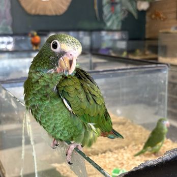 Birds N Paradise - Bird Shops Near Me - Menifee, California