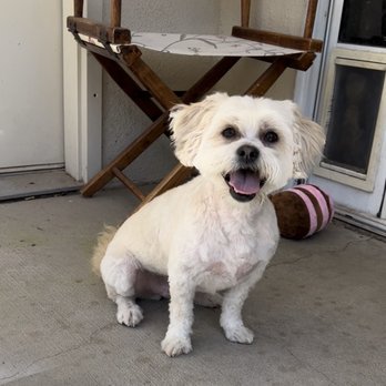 Tammy's Grooming - Pet Groomers Near Me - Yuma, Arizona Tammy's Grooming - Pet Groomers Near Me - Yuma, Arizona