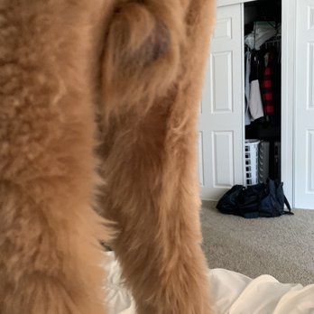Happy Tails - Pet Groomers Near Me - Chicago, Illinois