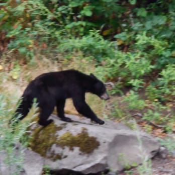 Jerry's Rogue Jets - One of three black bears we saw! - Boating Near Me - Gold Beach, Oregon Jerry's Rogue Jets - One of three black bears we saw! - Boating Near Me - Gold Beach, Oregon