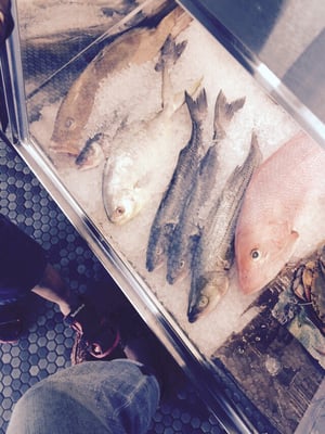 Gus & Co. Seafood Market by null