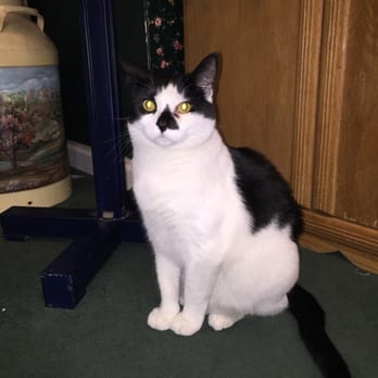 Smoky Mountain Cat House - Moses - Pet Stores Near Me - Pigeon Forge, Tennessee