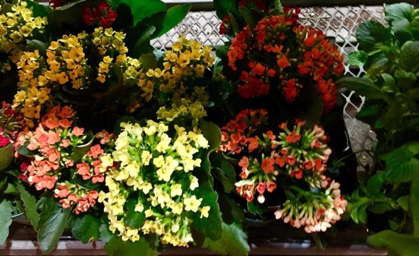 Saifee Hardware & Garden by null