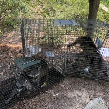 Alabama Wildlife Pro - Wildlife Control Near Me - Alabaster, Alabama Alabama Wildlife Pro - Wildlife Control Near Me - Alabaster, Alabama