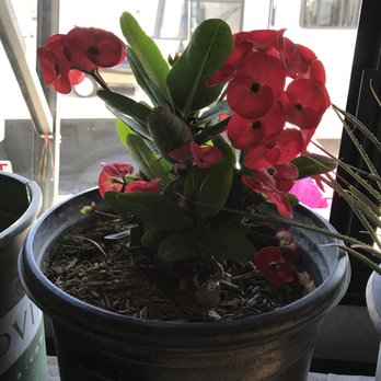 Macias Nursery - Nurseries & Gardening Near Me - Thousand Palms, California