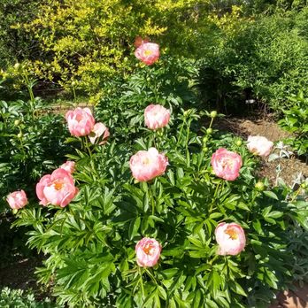 Whitehall - Peony Fest - Venues & Event Spaces Near Me - Louisville, Kentucky Whitehall - Peony Fest - Venues & Event Spaces Near Me - Louisville, Kentucky