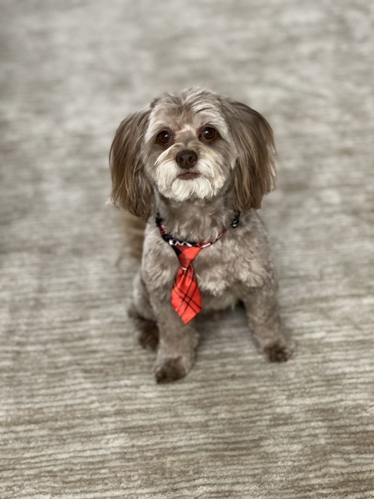 CREATIVE CLIPS GROOMING Updated September 2024 13 Photos & 25