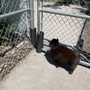Photo of Marshalltown Dog Park