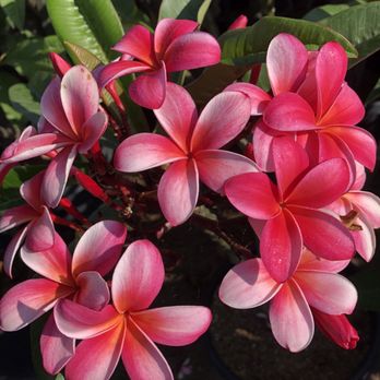 C Stars Nursery - Nurseries & Gardening Near Me - Gardena, California