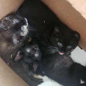 Animal Resource Center - Animal Shelters Near Me - Ontario, California Animal Resource Center - Animal Shelters Near Me - Ontario, California