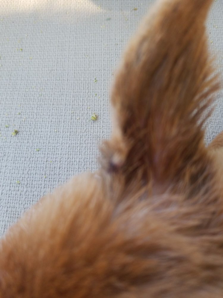 THE FUNKY POODLE 96 Photos & 123 Reviews 17112 Main St, Hesperia