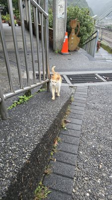 Houtong Cat Village by null