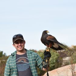 Sky Falconry - Son called Hay Duke (Harris Hawk) to him.  Bird sits and waits.