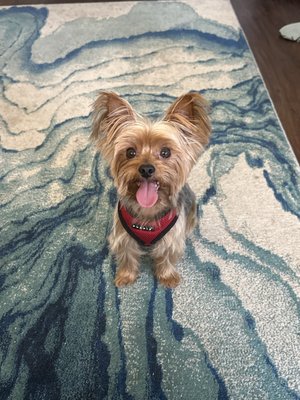 Ju Ju's Pet Grooming & Day Spa