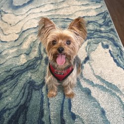 Ju Ju's Pet Grooming & Day Spa