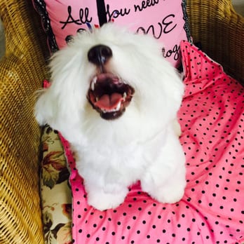Salon Poochini - He's so happy! - Pet Stores Near Me - Bay Harbor Islands, Florida Salon Poochini - He's so happy! - Pet Stores Near Me - Bay Harbor Islands, Florida
