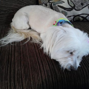 Star Mutts - Pet Groomers Near Me - Fresno, California