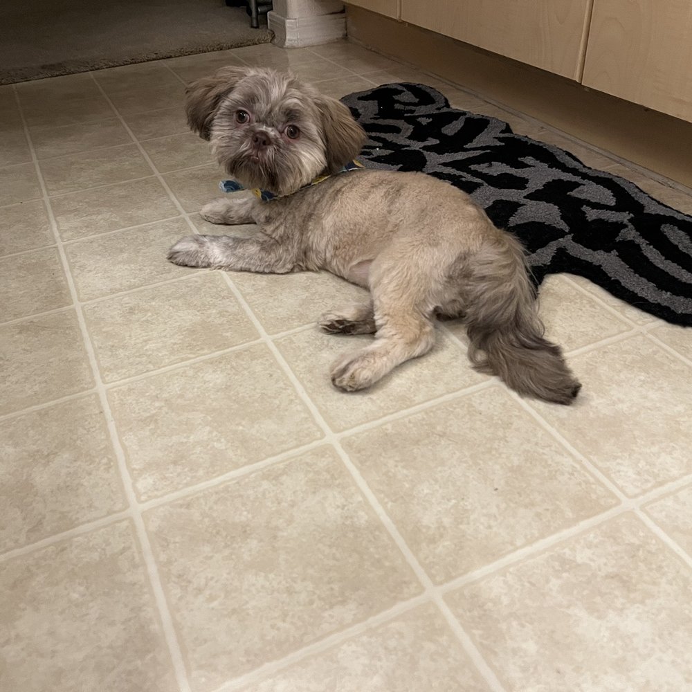 Pin Up Pets - Gideon's first haircut! - Pet Groomers Near Me - Chandler, Arizona Pin Up Pets - Gideon's first haircut! - Pet Groomers Near Me - Chandler, Arizona