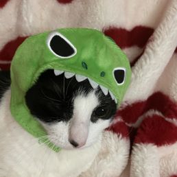 Cat hoodies, too!