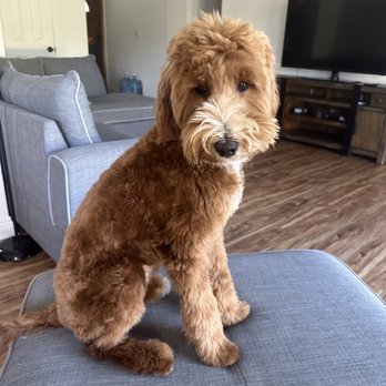 California Goldendoodle - My Mini Golden Doodle 23 pounds - Pet Breeders Near Me