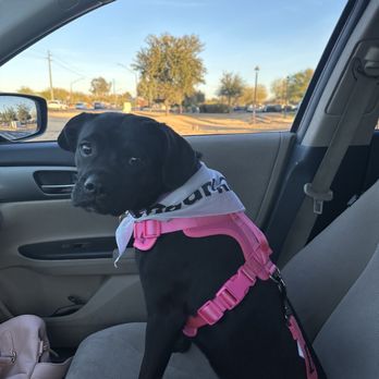 Sparkle - Junie ! - Pet Groomers Near Me - Gilbert, Arizona