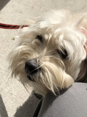 Whiskey River West by null