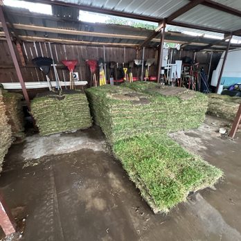 Dallas Sod Grass - Lush green Saint Augustine awaiting pick up at the main office in Carrolton. We'd like to keep your grass covered and out of the sun. - Landscaping Near Me - Carrollton, Texas Dallas Sod Grass - Lush green Saint Augustine awaiting pick up at the main office in Carrolton. We'd like to keep your grass covered and out of the sun. - Landscaping Near Me - Carrollton, Texas