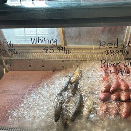 Blue Fish, Whiting, Red Drum, Black Drum