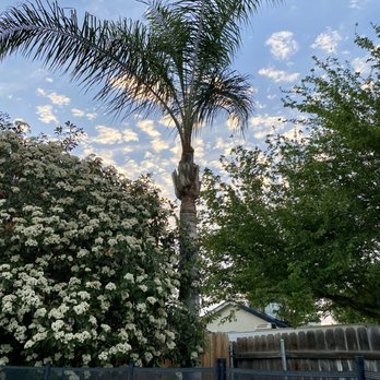 Cal-Tree Services and Landscaping - Tree Services Near Me - Bakersfield, California Cal-Tree Services and Landscaping - Tree Services Near Me - Bakersfield, California