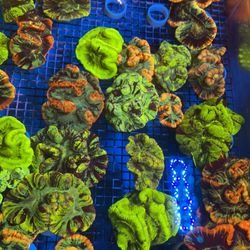 Aquatic Image Reefs Tropical Fish And Coral Oulet