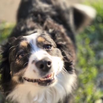 Happy Hounds - Pet Groomers Near Me - Indianapolis city (balance), Indiana Happy Hounds - Pet Groomers Near Me - Indianapolis city (balance), Indiana