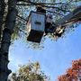 Photo of Landmark Tree Service