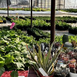 Verde River Growers